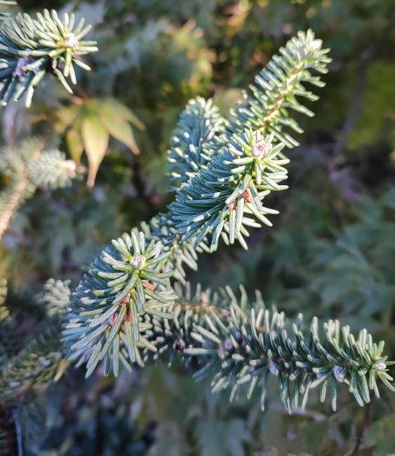 Glauca