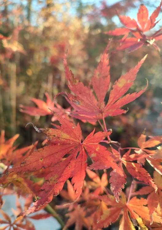 Orange Flame
