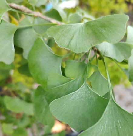 Jade Butterflies