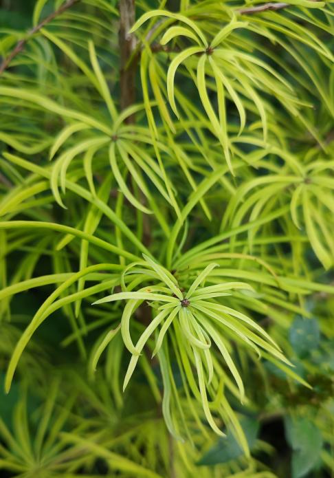 Golden Larch