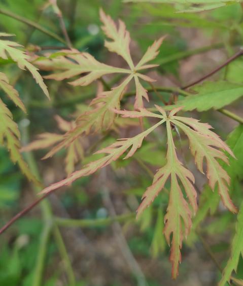 Suruga Nishiki