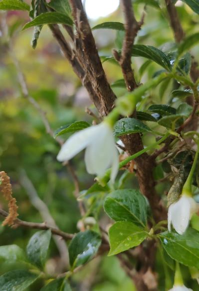 Snow Drops