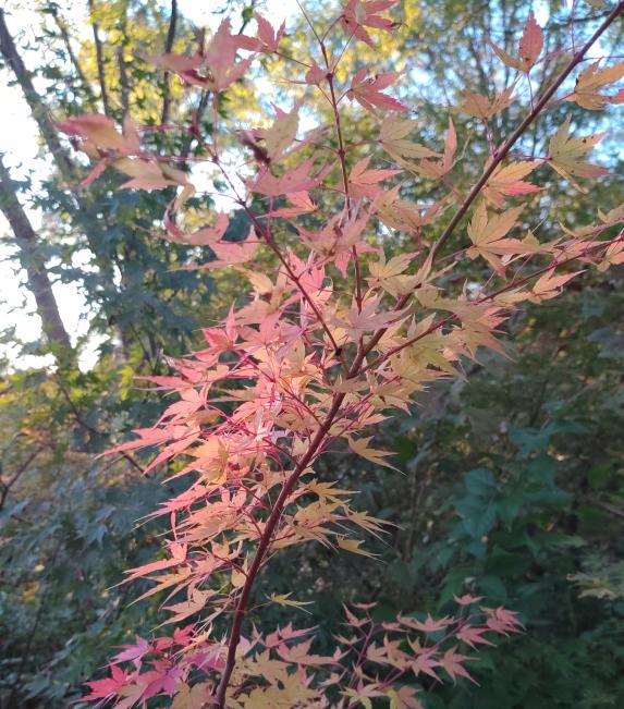 Red Wood