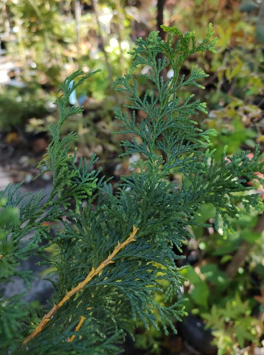 Gold Post