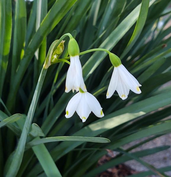 Summer Snowflake
