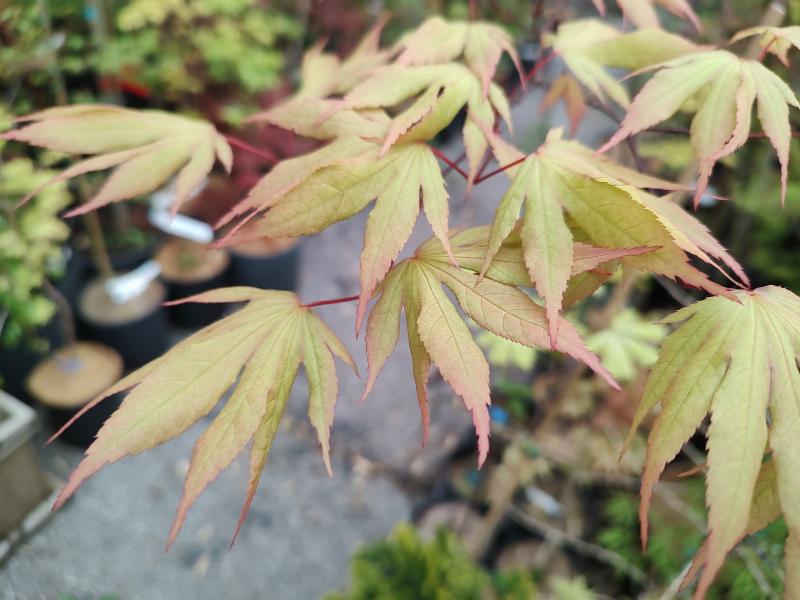 Yagyu No Sato