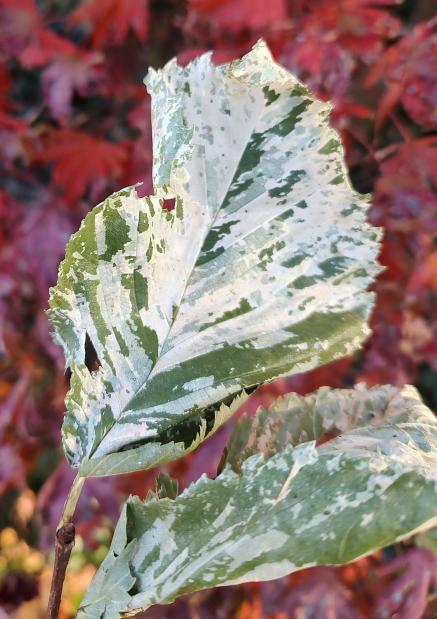 Argenteovariegata