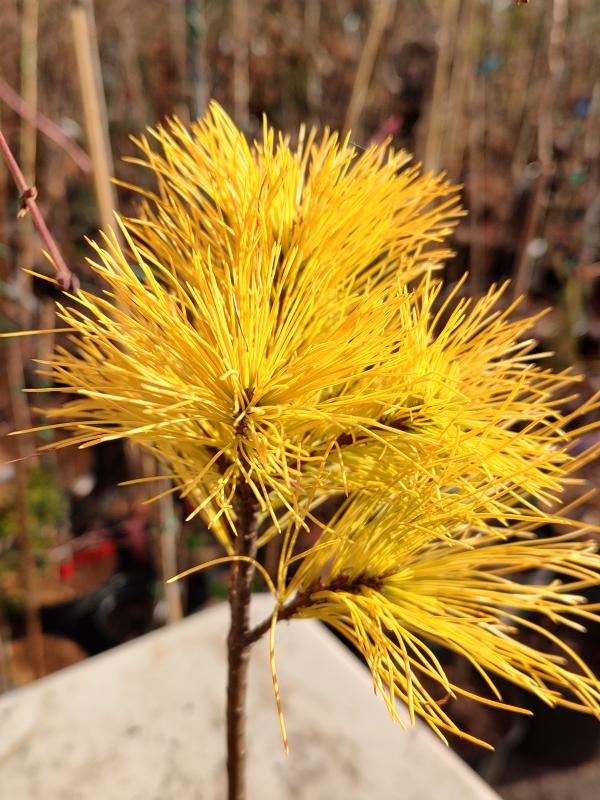 Hillside Winter Gold 