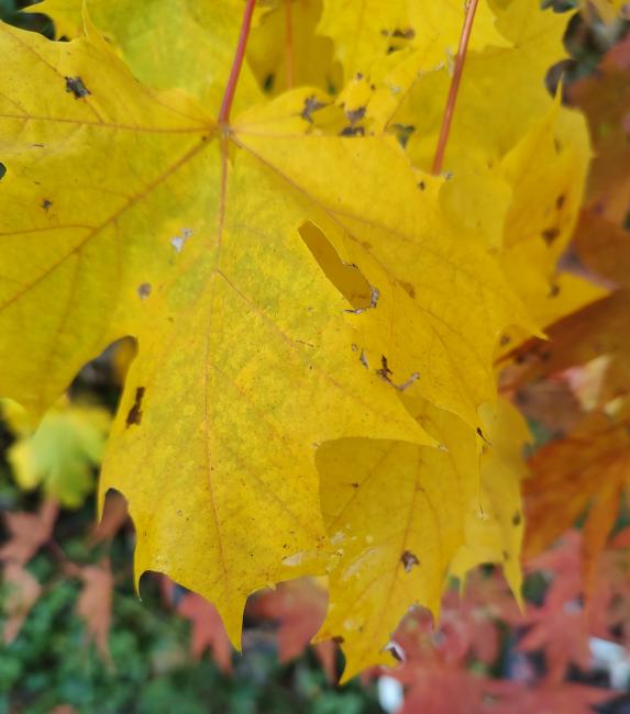 Princeton Gold