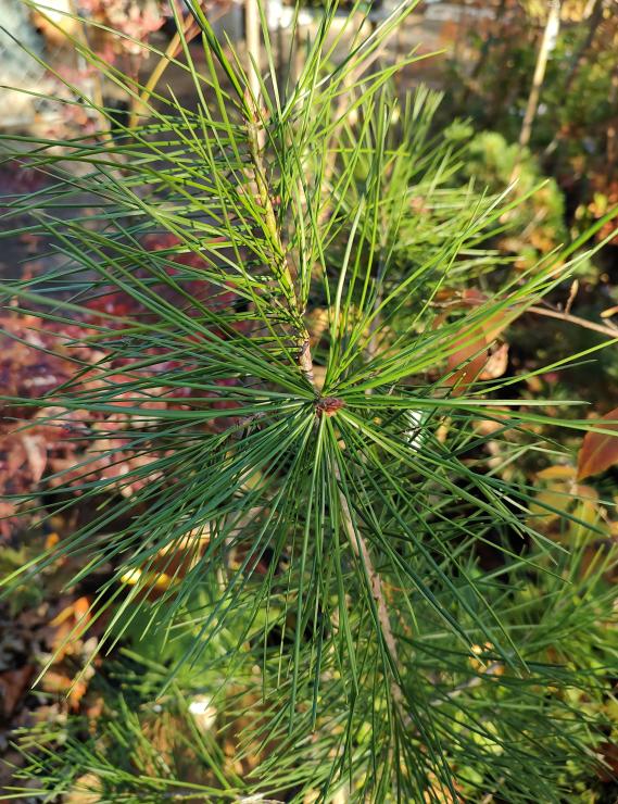 Rowe Arboretum