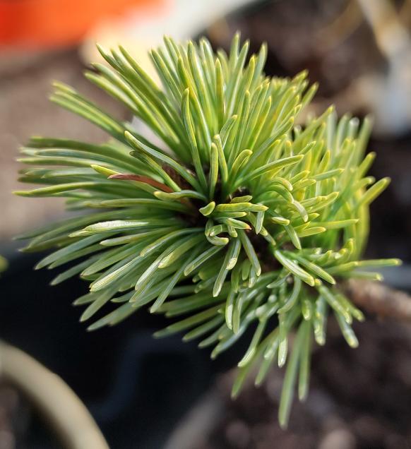 Glauca Brevifolia