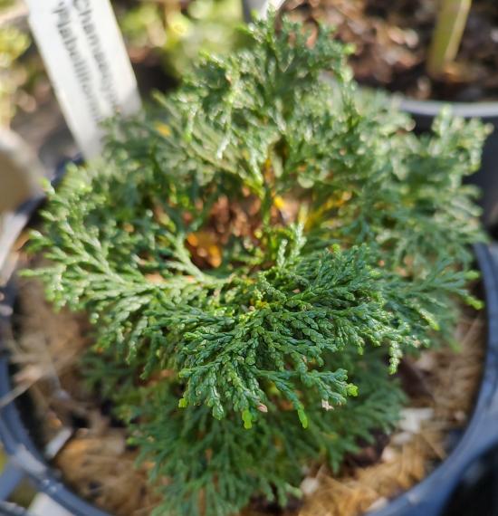 Flabelliformis