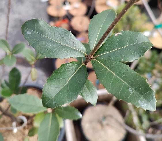 Ubame Oak