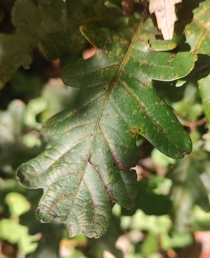 Purpurea 