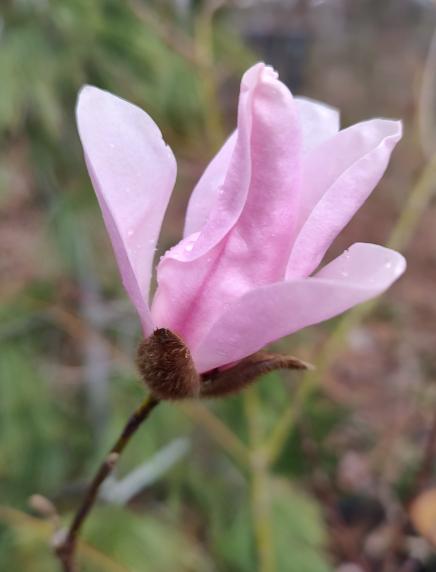 Tickled Pink