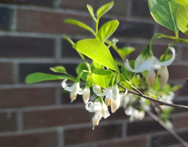 Wilson's Snowbell