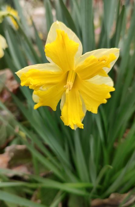 Butterfly Daffodils