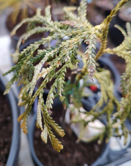 Variegata