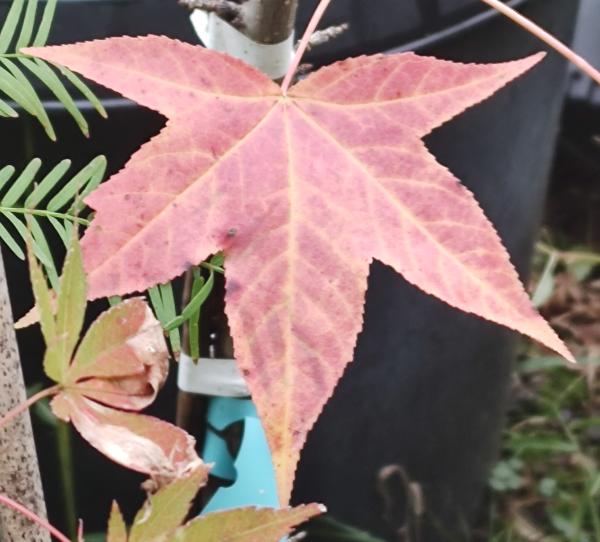 Variegata