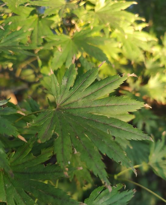 Palmatifolium
