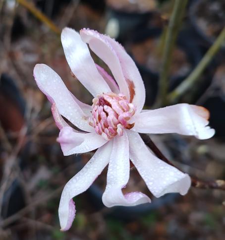 Leonard Messel