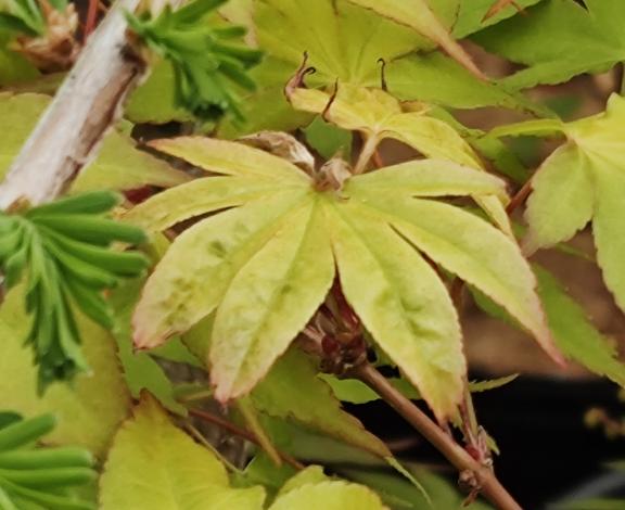 Usu Midori 