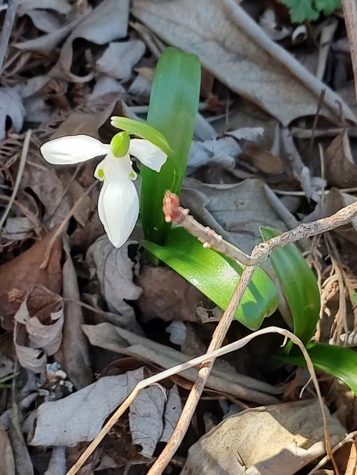 Snowdrops
