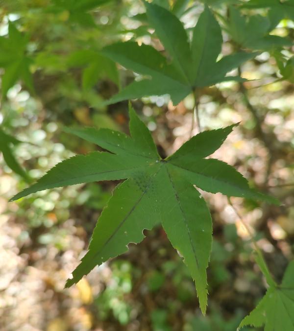 Tsuma Beni