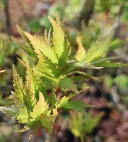 Hiroha Koshimino