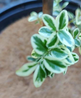 Elegantissima
