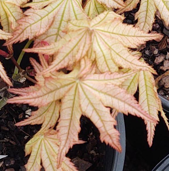 Reticulatum Como