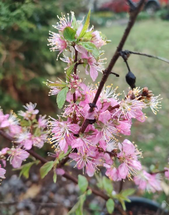 Afghan Bush Cherry Tree