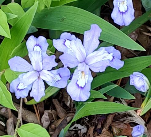 Crested Iris