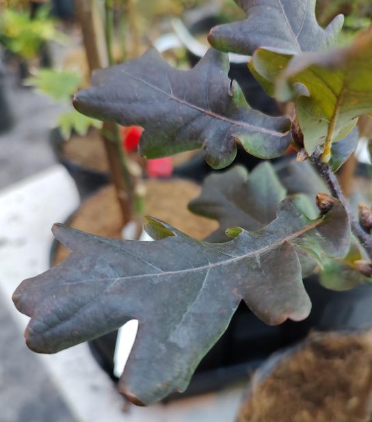 Purpurea