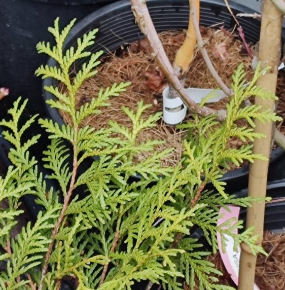 Peotone Witch's Broom