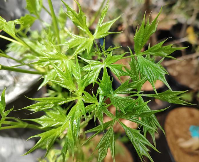 Maltese Cross 