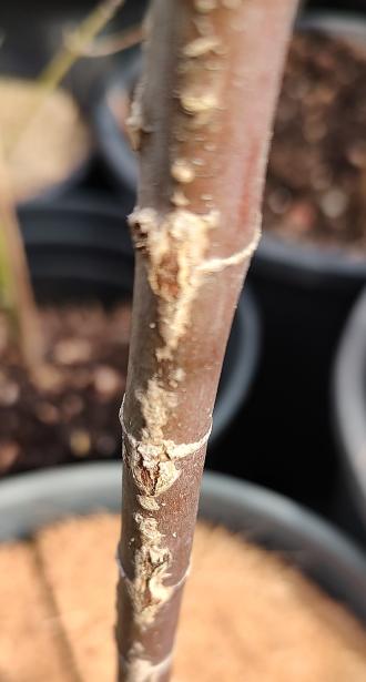 Harold's Pinebark