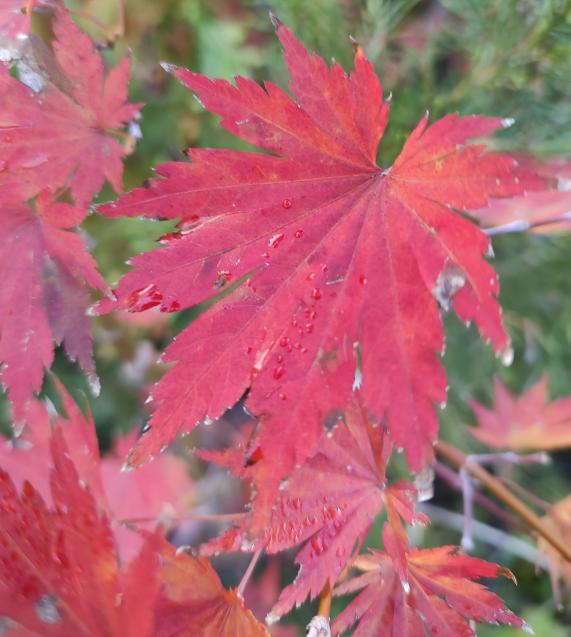 Tenuifolium 