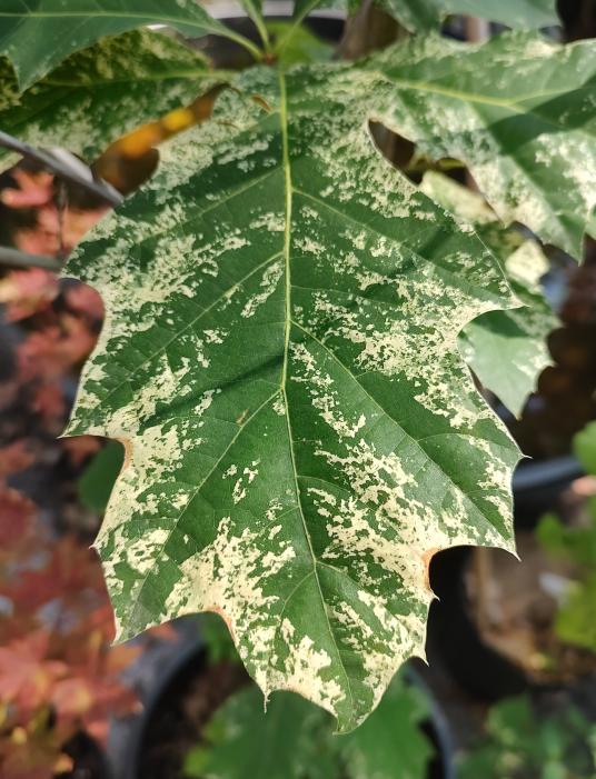 Greg's Variegated