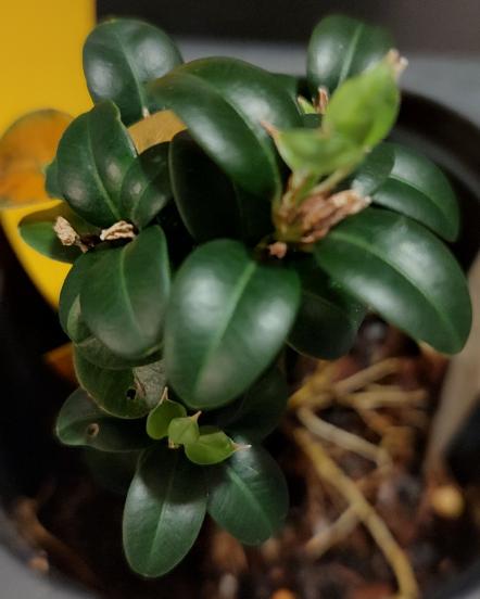 Maculata