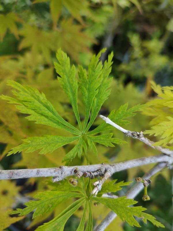 Green Snowflake