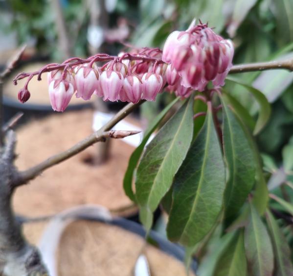 Katsura