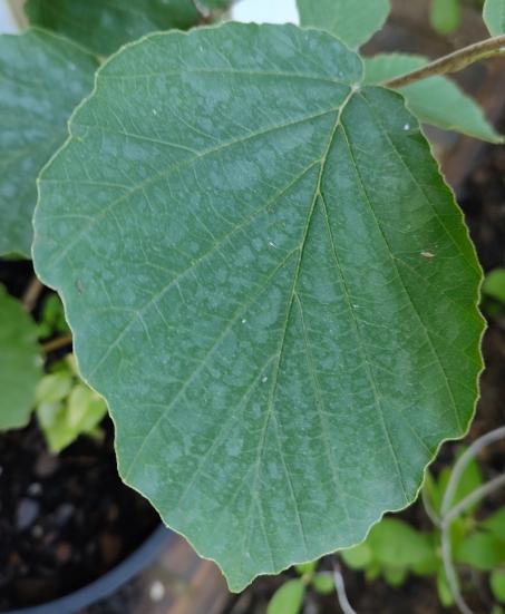Savill Starlight