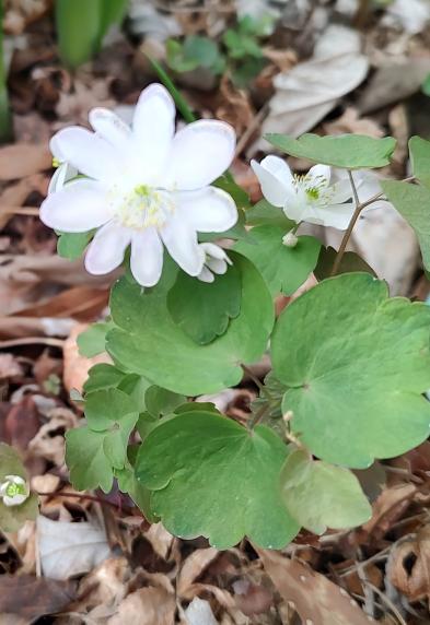 Lloyd's Big Bloomers