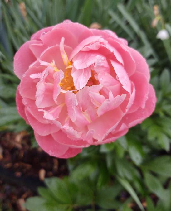 Pink Hawaiian Coral