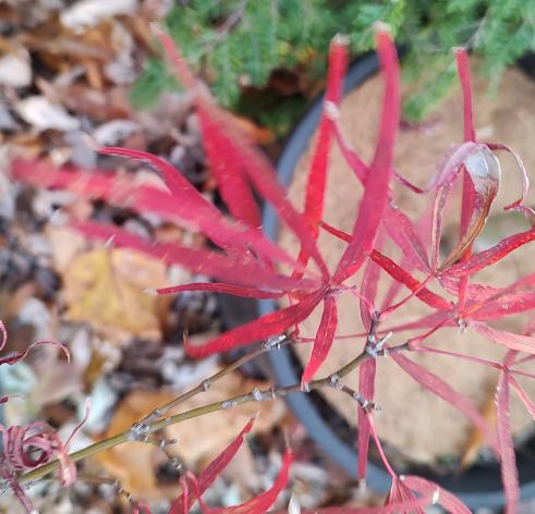 Green Thumb NC