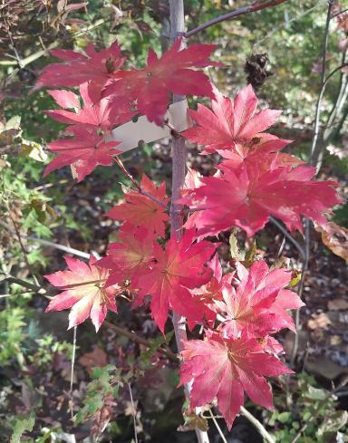 Morris Columnar