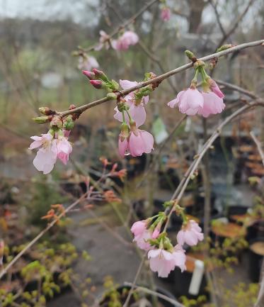 Pink Cascade