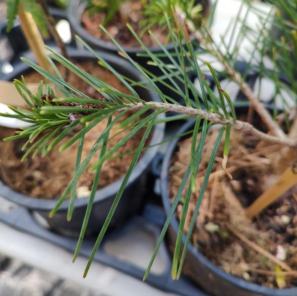 West Himalayan Fir