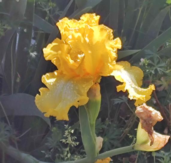 Bearded Iris